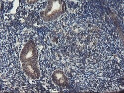 ACBD3 Mouse anti-Canine, Human, Rat, Clone: OTI3A1, lyophilized, TrueMAB