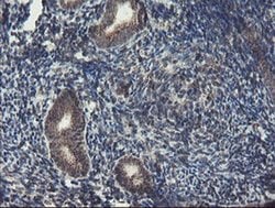 ACBD3 Monoclonal Antibody (OTI3A1), TrueMAB , OriGene 100 &mu;L; Unconjugated:Antibodies,