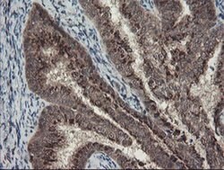 ACBD3 Monoclonal Antibody (OTI3A1), TrueMAB , OriGene 100 &mu;L; Unconjugated:Antibodies,