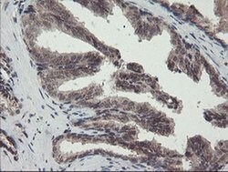 ACBD3 Monoclonal Antibody (OTI3A1), TrueMAB , OriGene 100 &mu;L; Unconjugated:Antibodies,