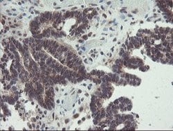 ACBD3 Mouse anti-Canine, Human, Rat, Clone: OTI3A1, lyophilized, TrueMAB