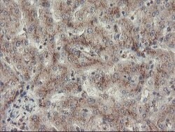 ACBD3 Mouse anti-Canine, Human, Rat, Clone: OTI3A1, lyophilized, TrueMAB