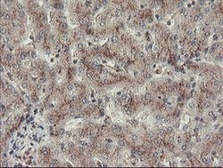 ACBD3 Monoclonal Antibody (OTI3A1), TrueMAB , OriGene 100 &mu;L; Unconjugated:Antibodies,