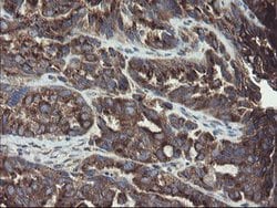 ACBD3 Mouse anti-Human, Mouse, Rat, Clone: OTI1B5, lyophilized, TrueMAB