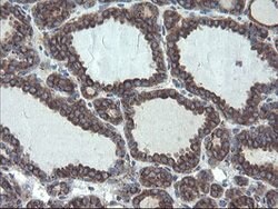 ACBD3 Mouse anti-Human, Mouse, Rat, Clone: OTI1B5, lyophilized, TrueMAB