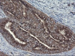 ACBD3 Mouse anti-Human, Mouse, Rat, Clone: OTI1B5, lyophilized, TrueMAB