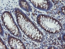 ACBD3 Mouse anti-Human, Mouse, Rat, Clone: OTI1B5, lyophilized, TrueMAB