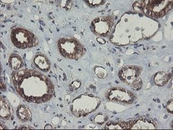 ACBD3 Mouse anti-Human, Mouse, Rat, Clone: OTI1B5, lyophilized, TrueMAB