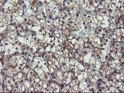 ACBD3 Mouse anti-Human, Mouse, Rat, Clone: OTI1B5, lyophilized, TrueMAB