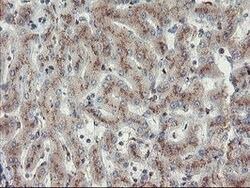 ACBD3 Mouse anti-Human, Mouse, Rat, Clone: OTI1B5, lyophilized, TrueMAB