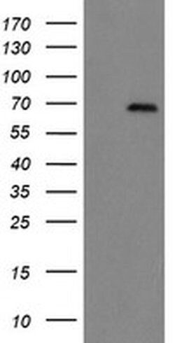 ACBD3 Monoclonal Antibody (OTI3A1), TrueMAB , OriGene 100 &mu;L; Unconjugated:Antibodies,