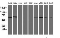 ACBD3 Mouse anti-Canine, Human, Rat, Clone: OTI3A1, lyophilized, TrueMAB