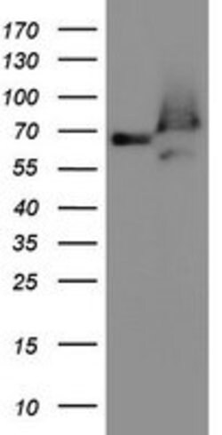ACBD3 Mouse anti-Human, Mouse, Rat, Clone: OTI1B5, lyophilized, TrueMAB