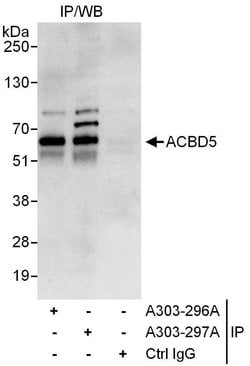 ACBD5 Rabbit anti-Human, Polyclonal, Bethyl Laboratories 10 &mu;L; Unconjugated:Antibodies,
