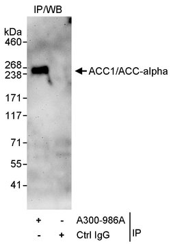 ACC1/ACC-alpha Rabbit anti-Human, Polyclonal, Bethyl Laboratories 100 &mu;L;