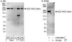 ACC1/ACC-alpha Rabbit anti-Human, Polyclonal, Bethyl Laboratories 100 &mu;L;