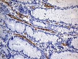 ACE Monoclonal Antibody (OTI2C8), TrueMAB , OriGene 100 &mu;L; Unconjugated:Antibodies,