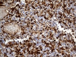 ACE Monoclonal Antibody (OTI2C8), TrueMAB , OriGene 100 &mu;L; Unconjugated:Antibodies,