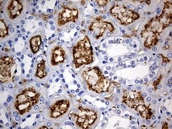 ACE Monoclonal Antibody (OTI2C8), TrueMAB , OriGene 100 &mu;L; Unconjugated:Antibodies,