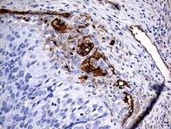 ACE Monoclonal Antibody (OTI2C8), TrueMAB , OriGene 100 &mu;L; Unconjugated:Antibodies,