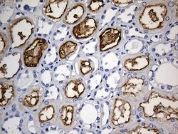 ACE Monoclonal Antibody (OTI2G5), TrueMAB , OriGene 100 &mu;L; Unconjugated:Antibodies,