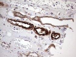 ACE2 Mouse anti-Human, Clone: OTI4D2, lyophilized, TrueMAB 100 &mu;g; Unconjugated:Antibodies,