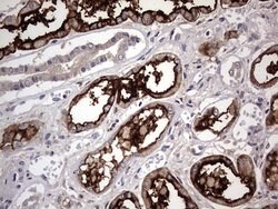 ACE2 Mouse anti-Human, Clone: OTI4C5, lyophilized, TrueMAB 100 &mu;g; Unconjugated:Antibodies,