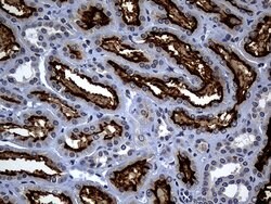 ACE2 Mouse anti-Human, Clone: OTI2G7, lyophilized, TrueMAB 100 &mu;g; Unconjugated:Antibodies,