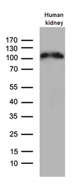 ACE2 Mouse anti-Human, Clone: OTI2G7, TrueMAB , Origene 30 &mu;L; Unconjugated:Antibodies,