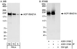 ACF1/BAZ1A Rabbit anti-Human, Polyclonal, Bethyl Laboratories 100 &mu;l;