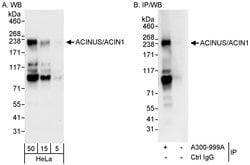 ACINUS/ACN1 Rabbit anti-Human, Polyclonal, Bethyl Laboratories 100 &mu;L;