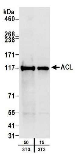 ACL Rabbit anti-Human, Mouse, Polyclonal, Bethyl Laboratories 100 &mu;L;