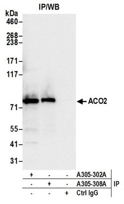 ACO2/Aconitase Rabbit anti-Human, Mouse, Polyclonal, Bethyl Laboratories