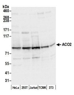 ACO2/Aconitase Polyclonal Antibody, Bethyl Laboratories:Antibodies:Primary