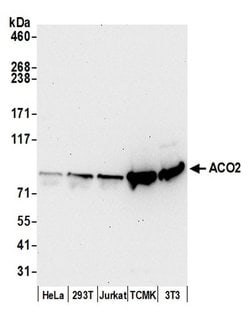 ACO2/Aconitase Polyclonal Antibody, Bethyl Laboratories:Antibodies:Primary