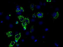 ACO2 Mouse anti-Human, Clone: OTI7G4, liquid, TrueMAB 100 &mu;L; Unconjugated:Antibodies,