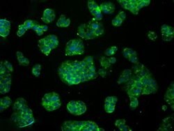 ACO2 Mouse anti-Human, Clone: OTI7G4, liquid, TrueMAB 100 &mu;L; Unconjugated:Antibodies,