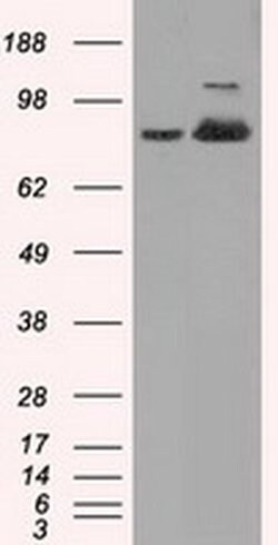 ACO2 Mouse anti-Human, Clone: OTI7G4, liquid, TrueMAB 100 &mu;L; Unconjugated:Antibodies,