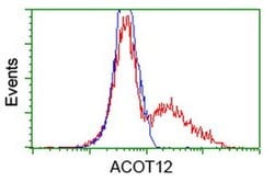 ACOT12 Monoclonal Antibody (OTI1A11), TrueMAB , OriGene:Antibodies:Primary