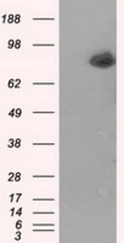 ACSBG1 Mouse anti-Human, Clone: OTI2B5, lyophilized, TrueMAB 100 &mu;g;