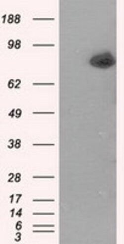 ACSBG1 Mouse anti-Human, Clone: OTI2B5, liquid, TrueMAB 100 &mu;L; Unconjugated:Antibodies,