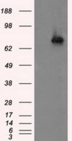ACSBG1 Mouse anti-Human, Clone: OTI2B6, lyophilized, TrueMAB 100 &mu;g;