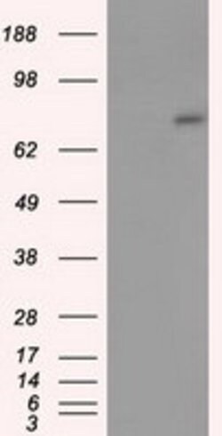 ACSBG1 Mouse anti-Human, Clone: OTI1D8, lyophilized, TrueMAB 100 &mu;g;