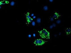 ACSF2 Mouse anti-Human, Clone: OTI6E4, lyophilized, TrueMAB 100 &mu;g;