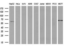 ACSF2 Mouse anti-Human, Clone: OTI6E4, lyophilized, TrueMAB 100 &mu;g;