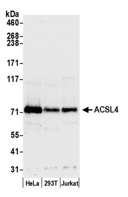 ACSL4/FACL4 Rabbit anti-Human, Polyclonal, Bethyl Laboratories 100 &mu;L;