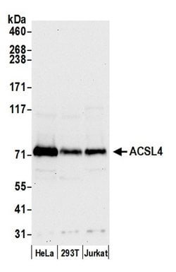 ACSL4/FACL4 Polyclonal Antibody, Bethyl Laboratories 20 &mu;L; Unconjugated:Antibodies,