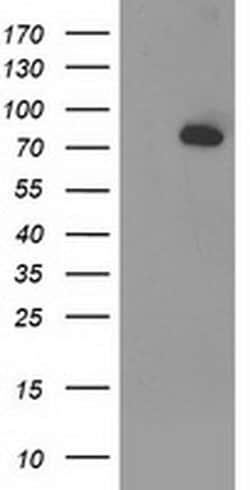 ACSS2 Mouse anti-Human, Clone: OTI3H4, liquid, TrueMAB 100 &mu;L; Unconjugated:Antibodies,
