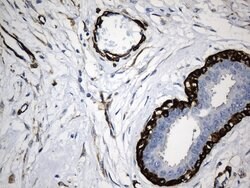 ACTA2 (smooth muscle actin alpha, SMA) Mouse anti-Human, Clone: UMAB237,