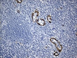 ACTA2 (smooth muscle actin alpha, SMA) Mouse anti-Human, Clone: UMAB237,